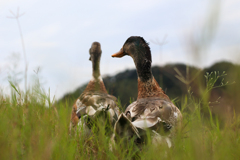 佐久間ダム親水公園