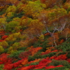 乗鞍高原の紅葉 その１