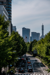 夏の山下公園通り