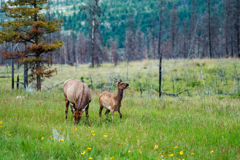 Elk