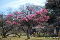 大倉山梅林公園