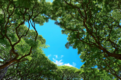モンキーポッドの森から空を仰ぐ