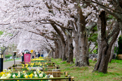 川口湖畔の桜並木