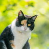 猫さん