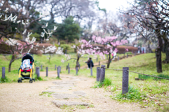 淡桃の咲く頃