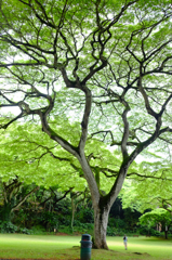 ワイメアバレーの大きな木