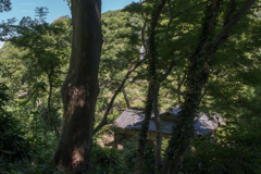 夏の三溪園