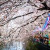 大岡川の桜　その２