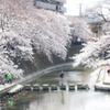 大岡川の桜　その１