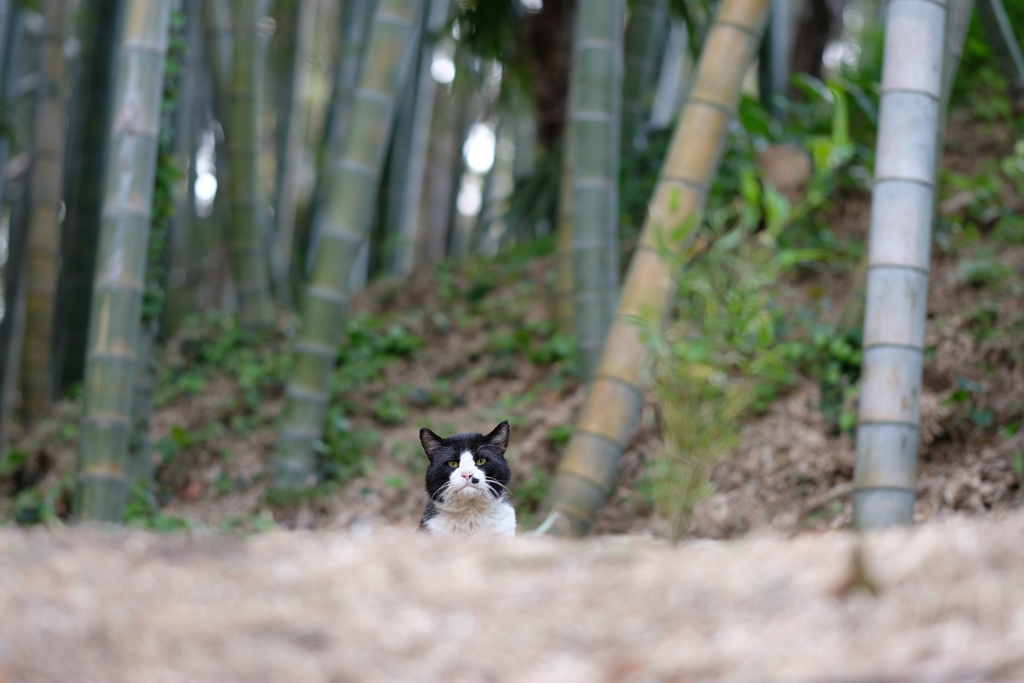 顔