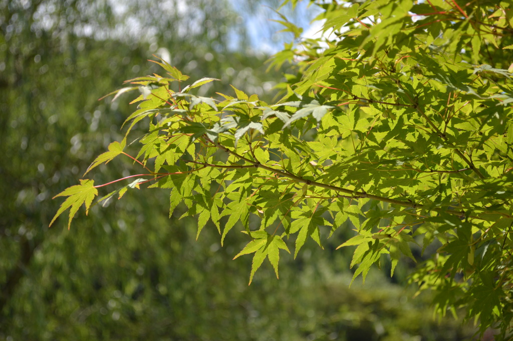 初夏の紅葉