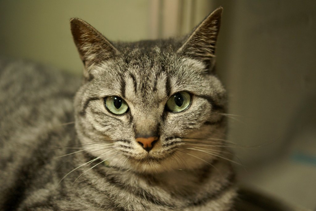 うちの猫　その1　ラッキー