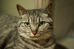 うちの猫　その1　ラッキー