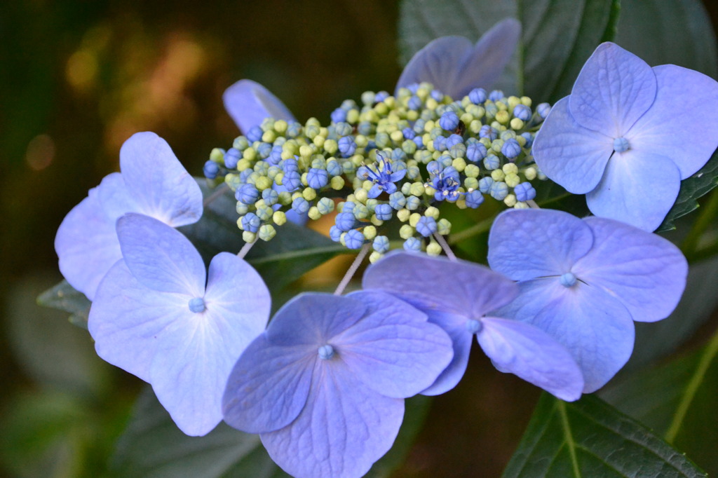 寂光院：紫陽花