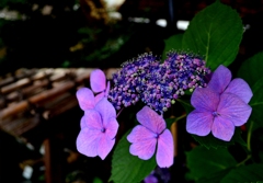 嵯峨野めぐり６　紫陽花