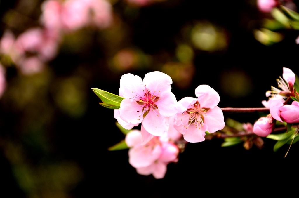 京桜　３