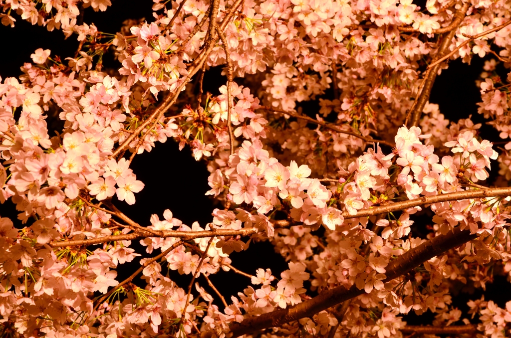 cherry blossoms at night 2