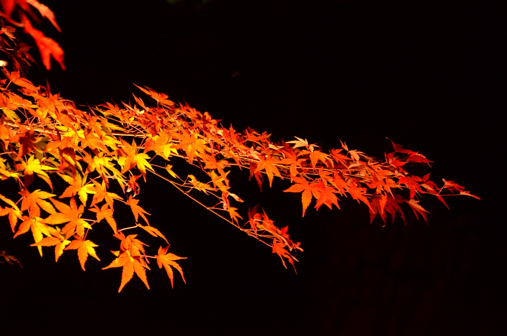 京都花灯路　宝厳院  (8)