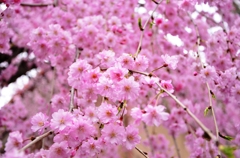 京桜