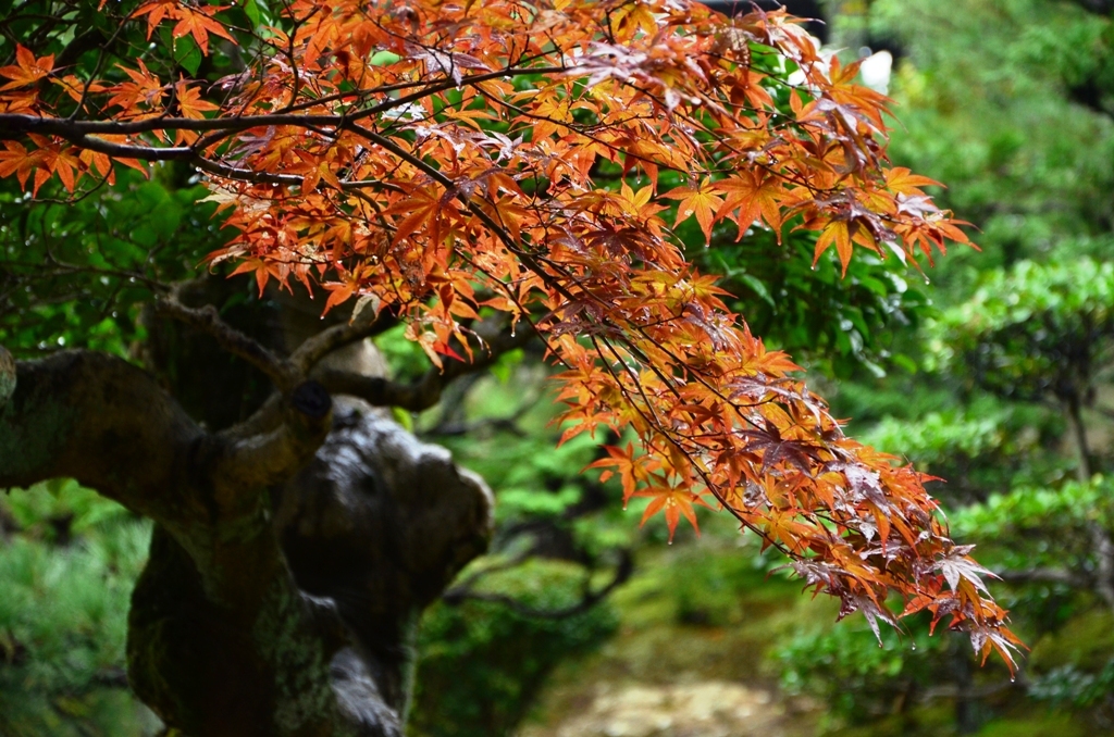 Rainy Tofukuji 　3