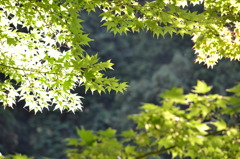 梅雨明け