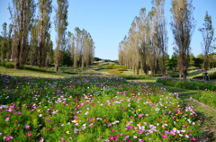 淡路島：国営明石海峡公園　3