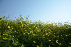 淡路島：国営明石海峡公園 19