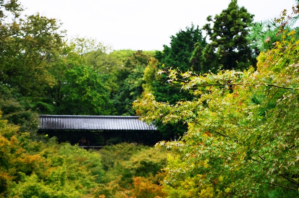 Rainy Tofukuji 　5