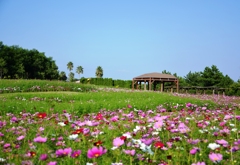 淡路島：国営明石海峡公園　2