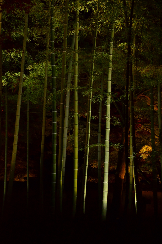 京都花灯路　宝厳院  (17)