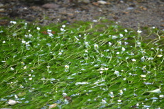 梅花藻
