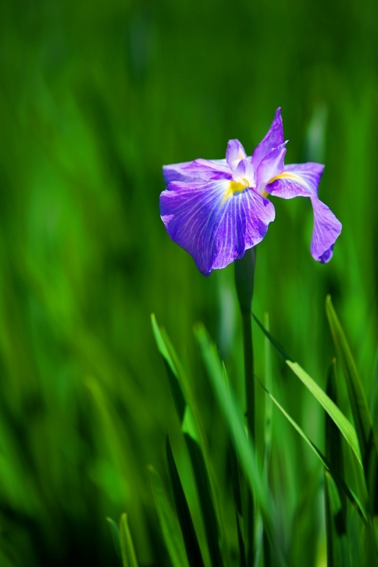 花菖蒲