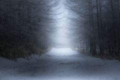 雪の道