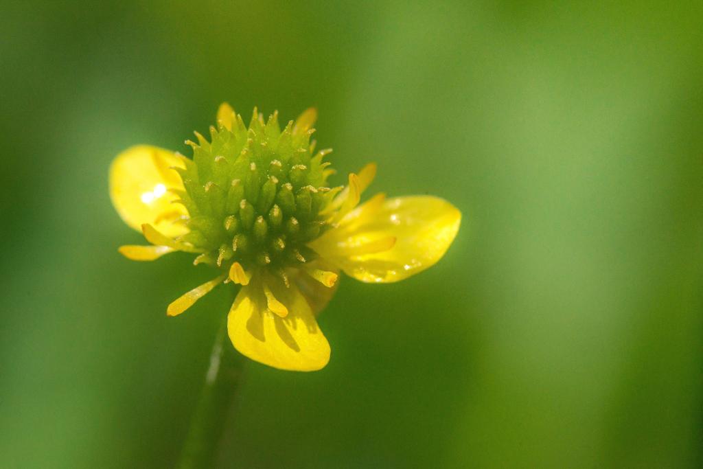 これも花