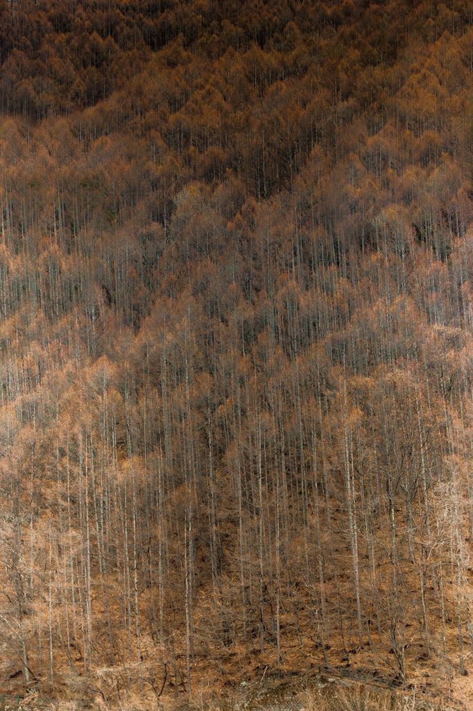 濃淡