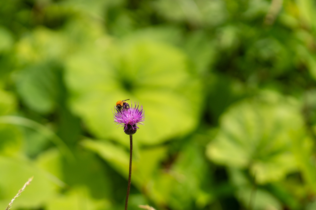 オニアザミと蜂