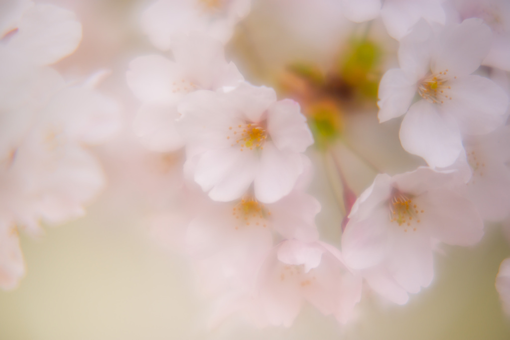 淡桜