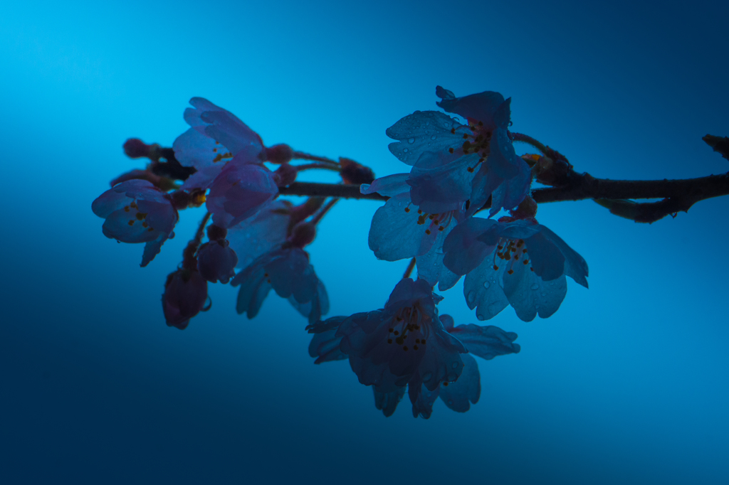 青と桜