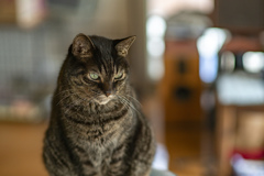 ねこ