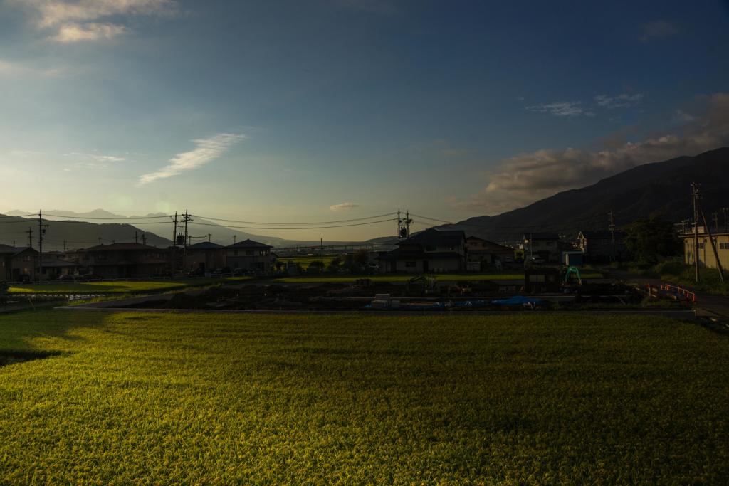 ライスフィールド