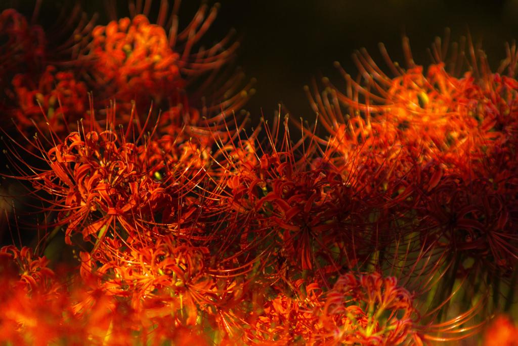 燃えるように咲く