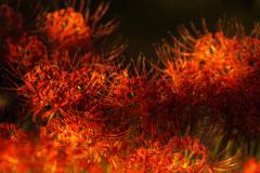 燃えるように咲く