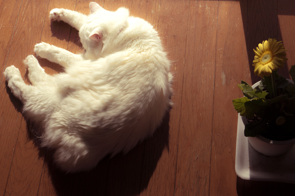 そして猫とガーベラ