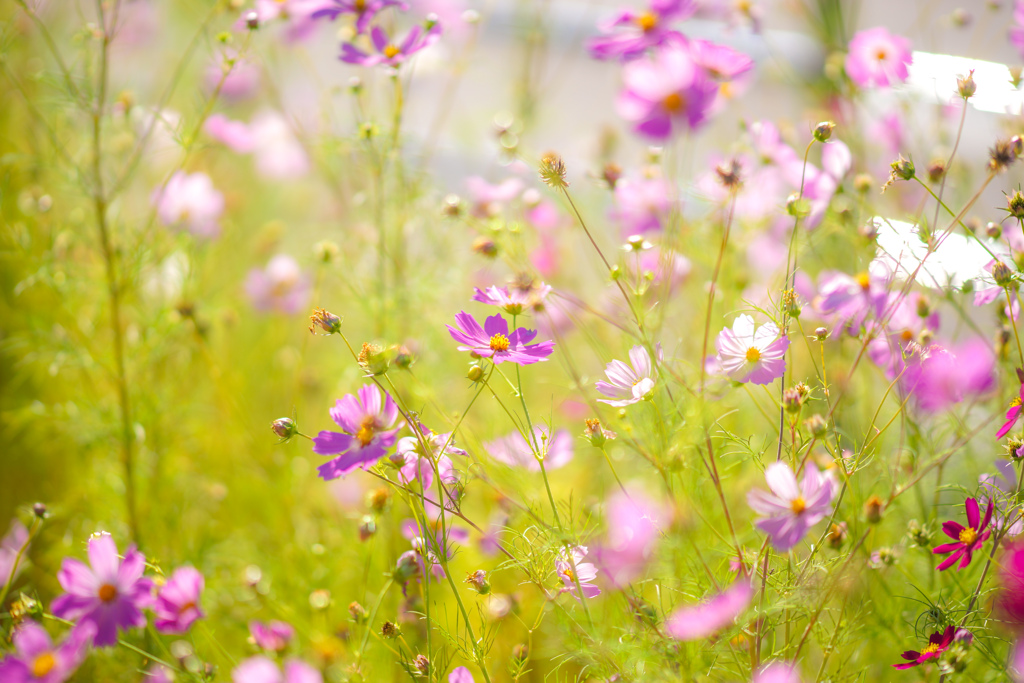 秋桜