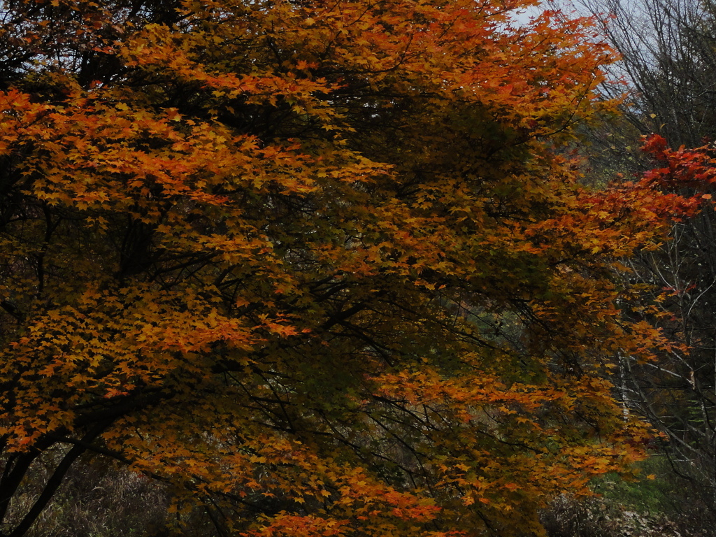 森の中の紅葉