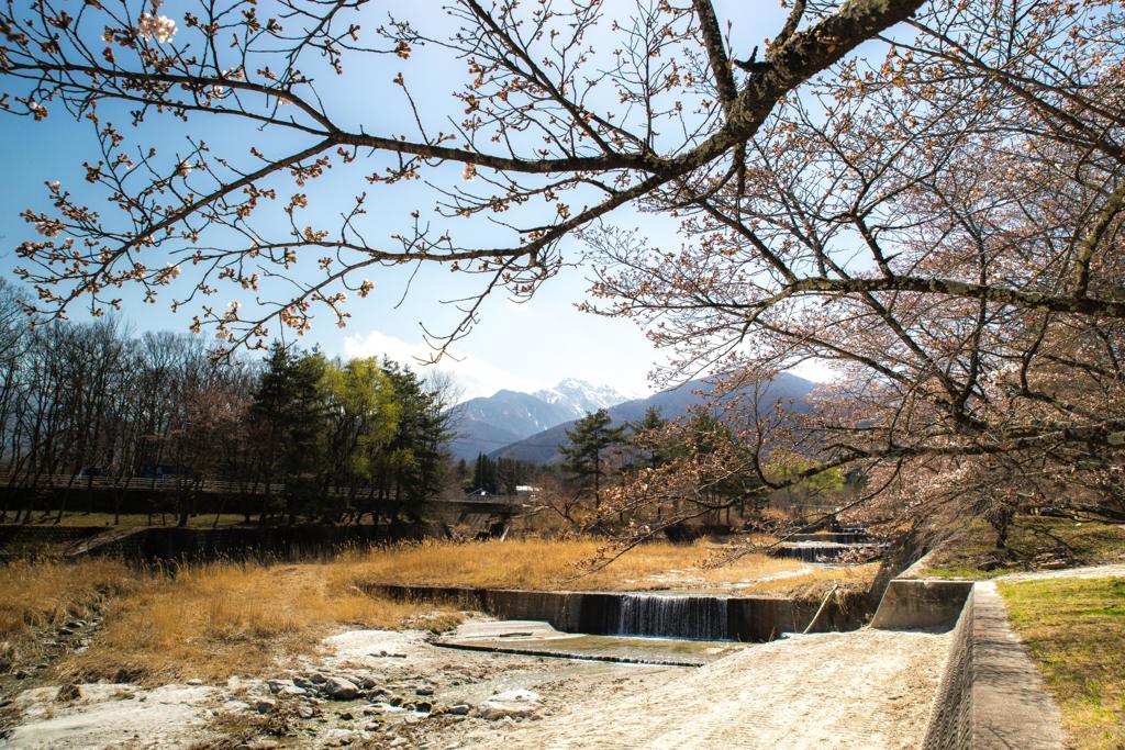 川と桜