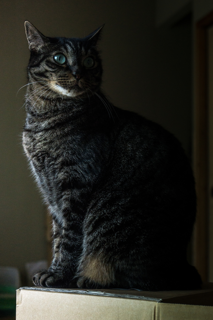 ねこをフレームに収めてみる