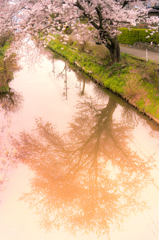 桜を映す