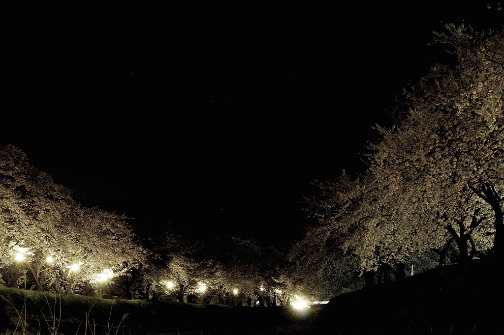 夜桜