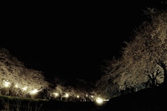 夜桜